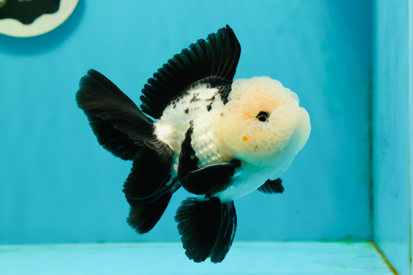 A Grade Cheeky Panda Button Eyes  Oranda Male 4.5 inches #111524OR_24