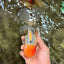 A Grade Sakura Oranda Male 7 inches #080726OR_18