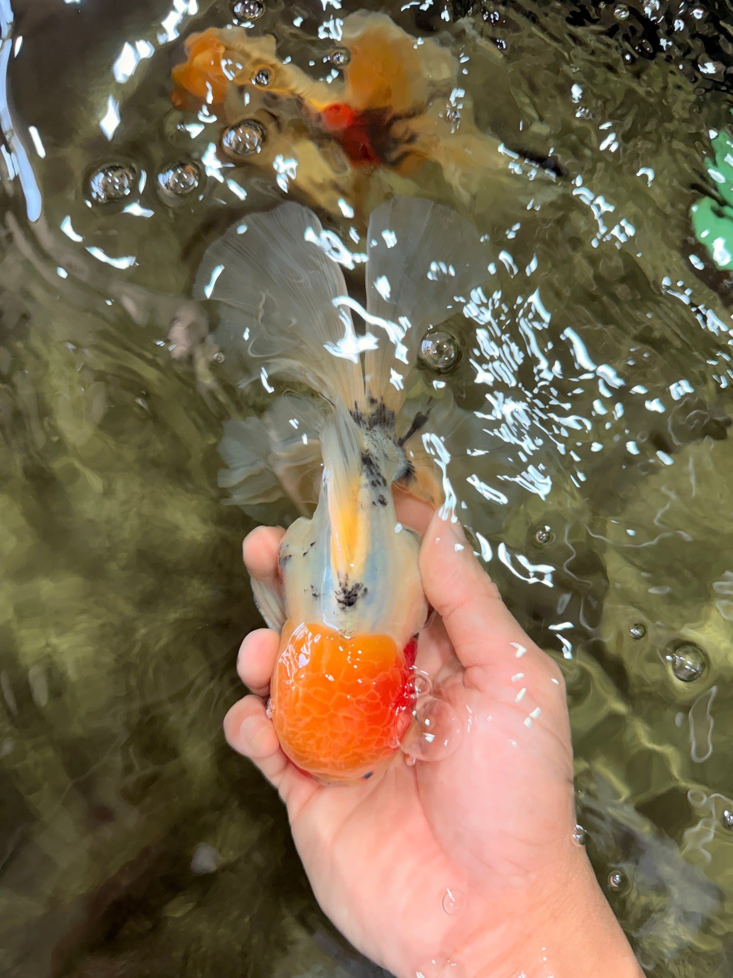 A Grade Sakura Oranda Male 7 inches #080726OR_18