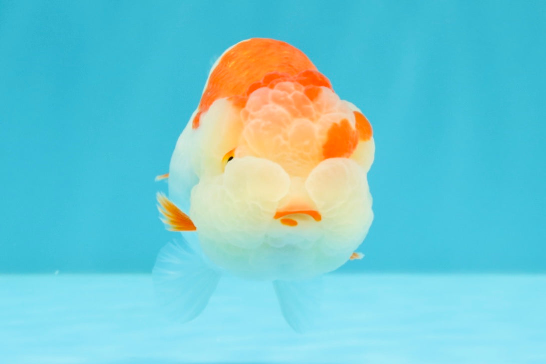 A Grade Kohaku Red White LionQueen 4-4.5 inches #031326LC_10