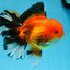 AAA Grade THICK BODY Apache Oranda Male 6-6.5 inches #082925OR_14