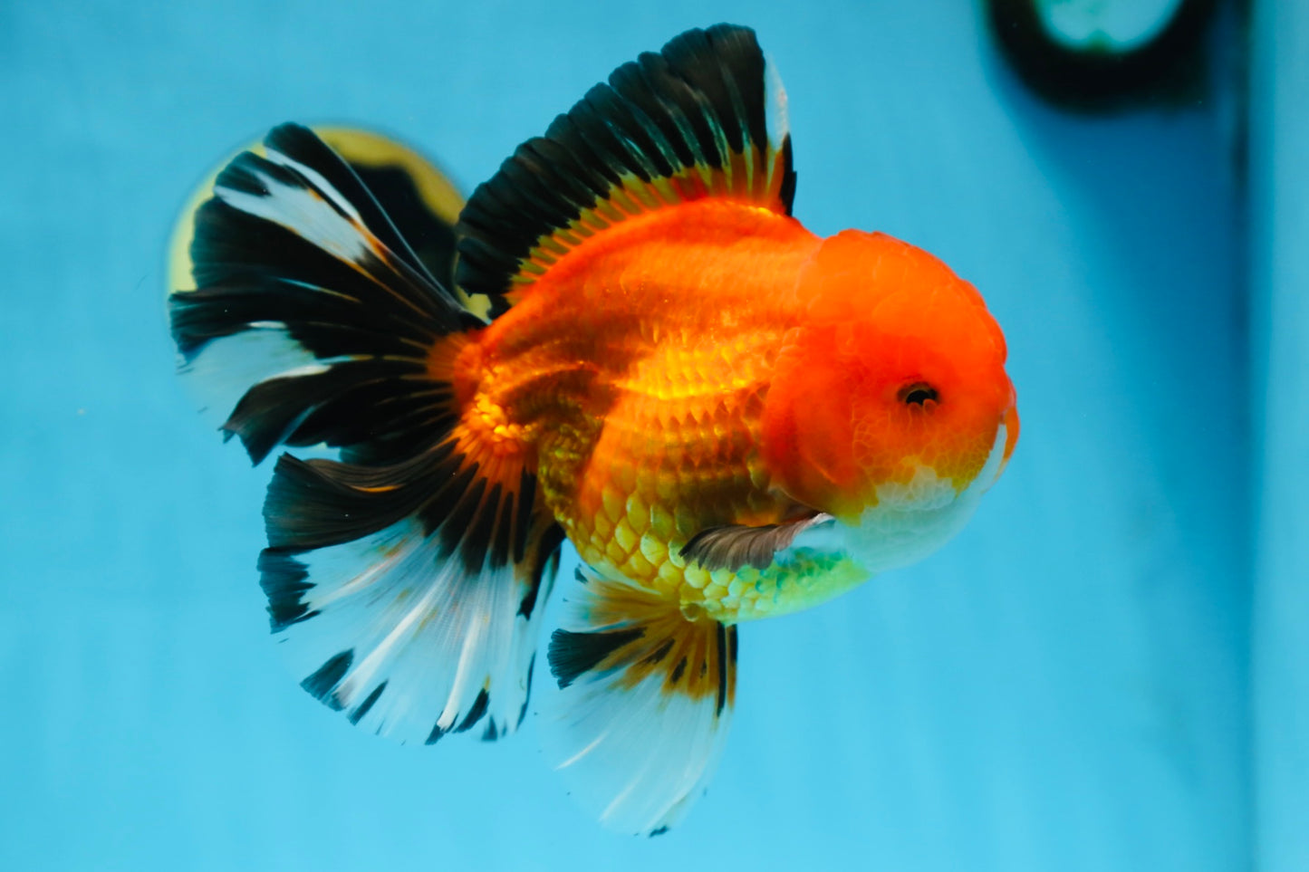 AAA Grade THICK BODY Apache Oranda Male 6-6.5 inches #082925OR_14