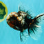 A Grade Real Calico Oranda Male 5.5 inches #062626OR_32