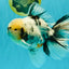 A Grade White Tiger Oranda Male 7 inches #082126OR_15
