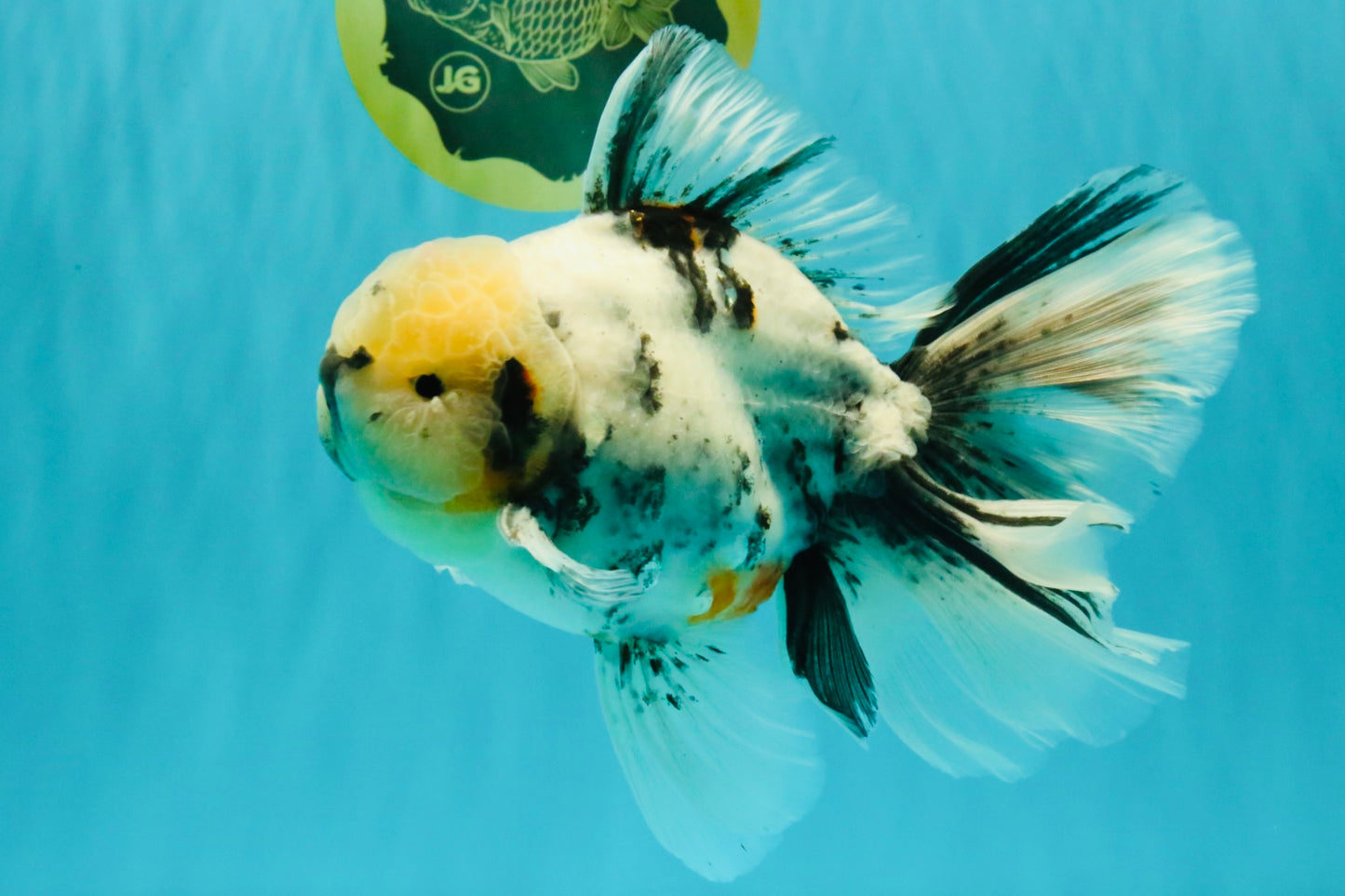 A Grade White Tiger Oranda Male 7 inches #082126OR_15