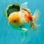 FLUFFY AAA Grade Jumbo Boradtail Red White Oranda Male 8.5 inches #072426OR_02