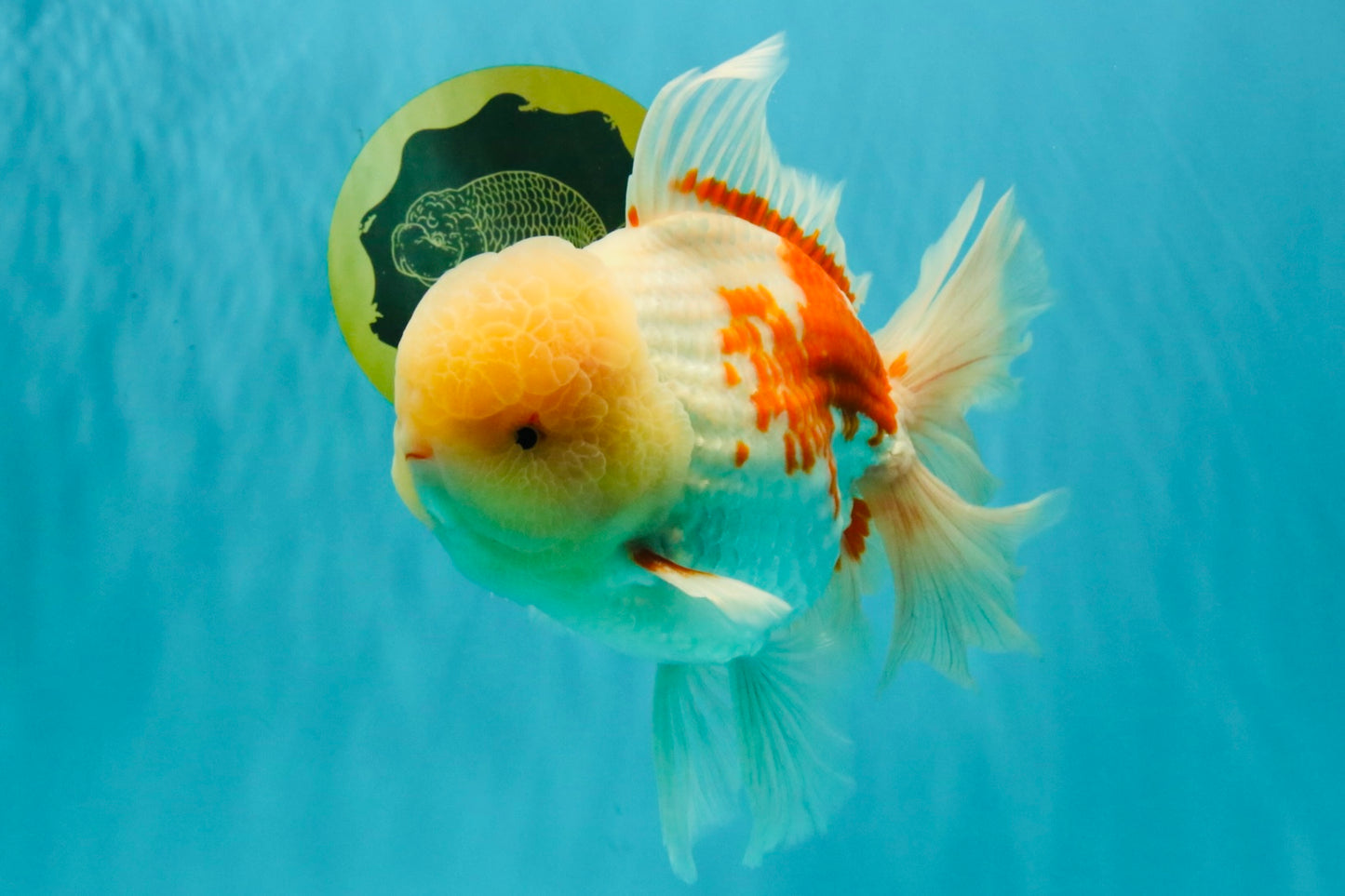FLUFFY AAA Grade Jumbo Boradtail Red White Oranda Male 8.5 inches #072426OR_02