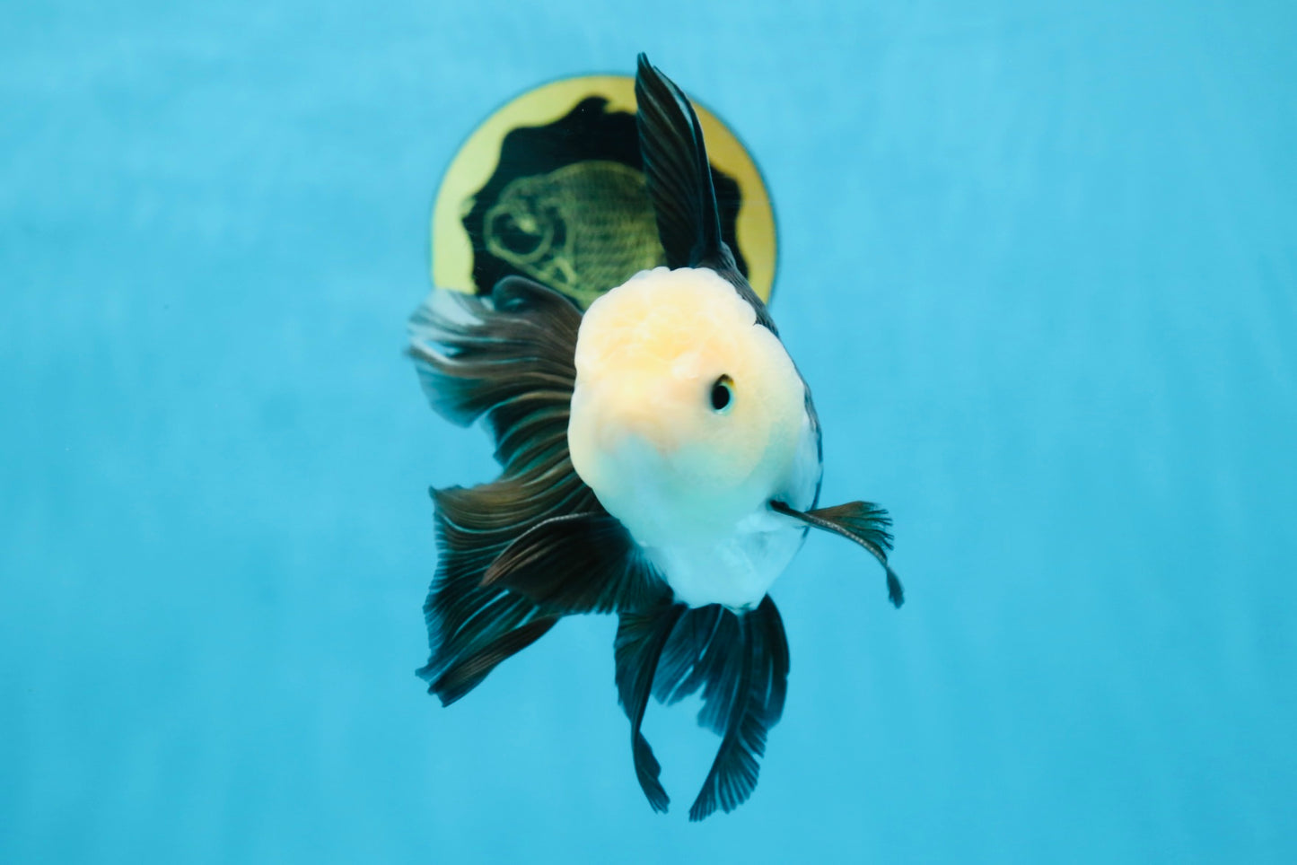 FLUFFY Panda Oranda Male 5-5.5 inches #091925OR_04