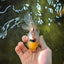 Adorable Lemonhead Button Eyes Oranda Male 4.5 inches #011725OR_01