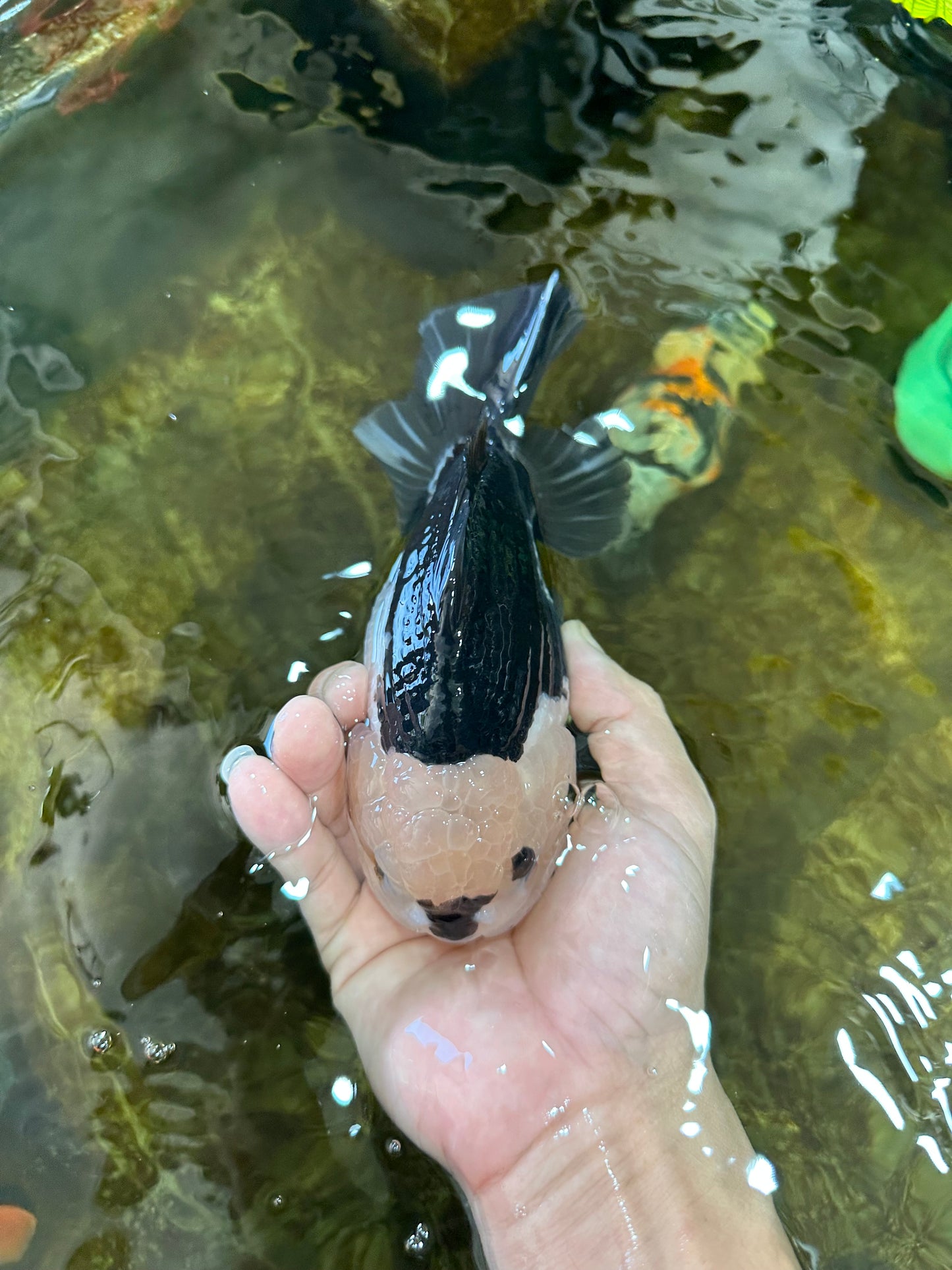 AAA Grade CHONKY Panda Button Eyes Yuanbao Male 6-6.5 inches #100325YB_01