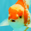 A Grade Kohaku Red White Oranda Male 5.5 inches #101626OR_12
