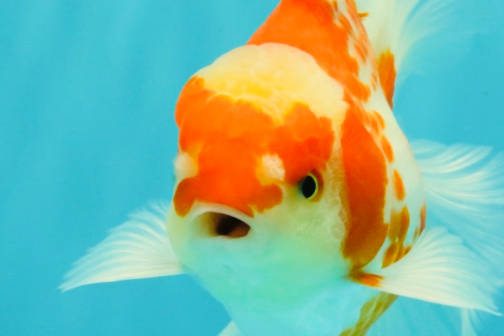 A Grade Kohaku Red White Oranda Male 5.5 inches #101626OR_12