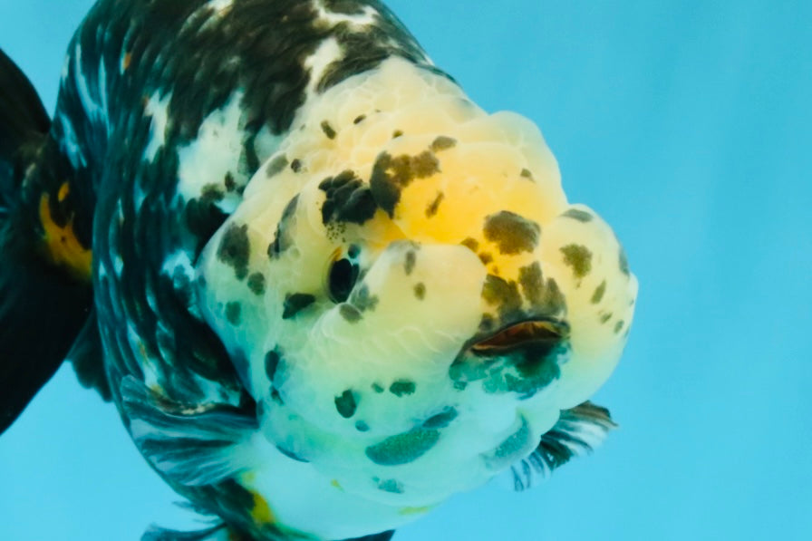 SPECIAL Chinese Ink Ranchu Male 5.5 inches #041026RC_21