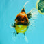 A Grade Tiger Oranda Female 7-7.5 inches #071026OR_04