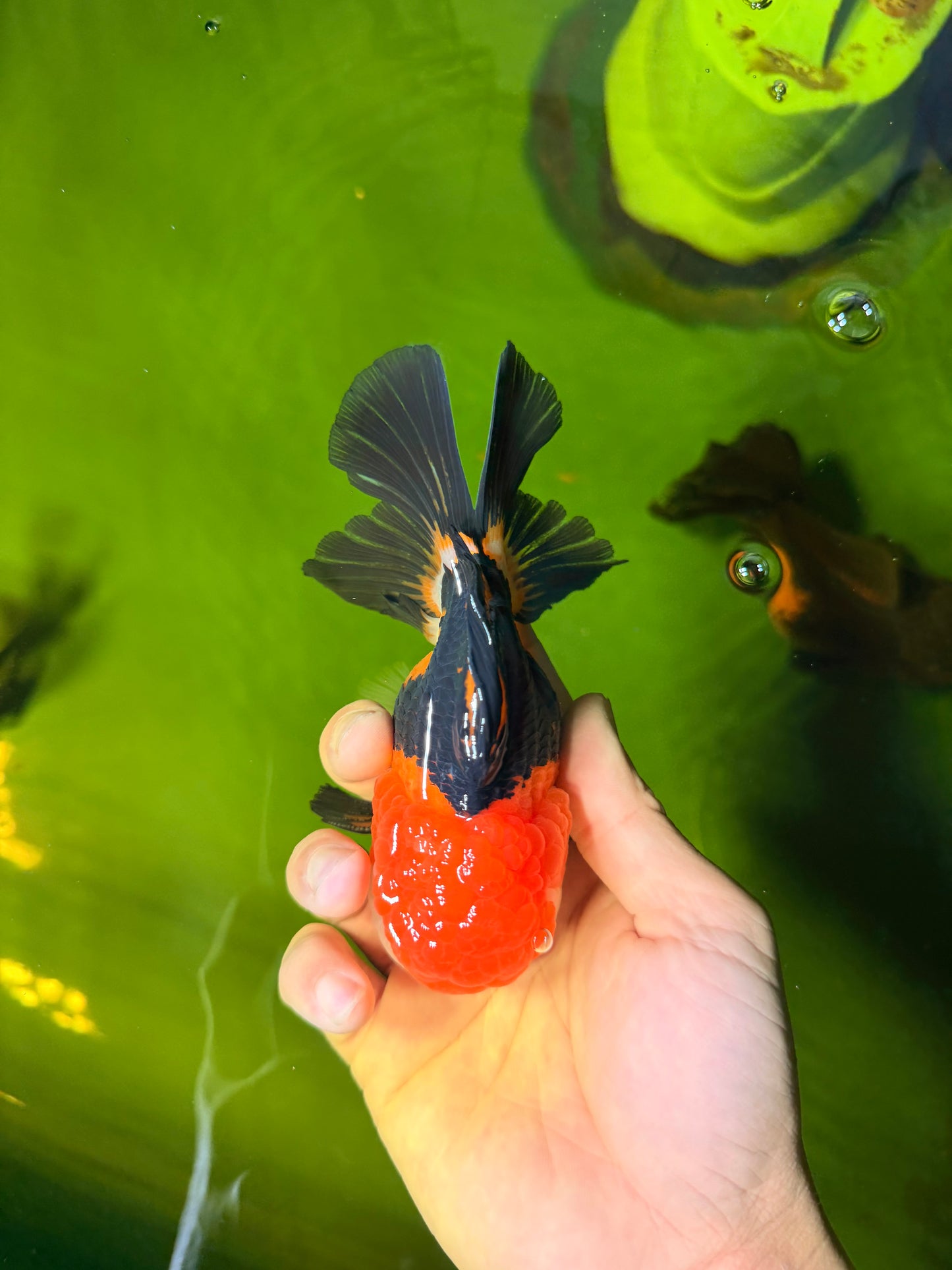 MARIO Tricolor Oranda Male 5-5.5 inches #041026OR_10