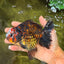 CHUNKY A Grade Tiger Yuanbao Female 5-5.5 inches #091826YB_10