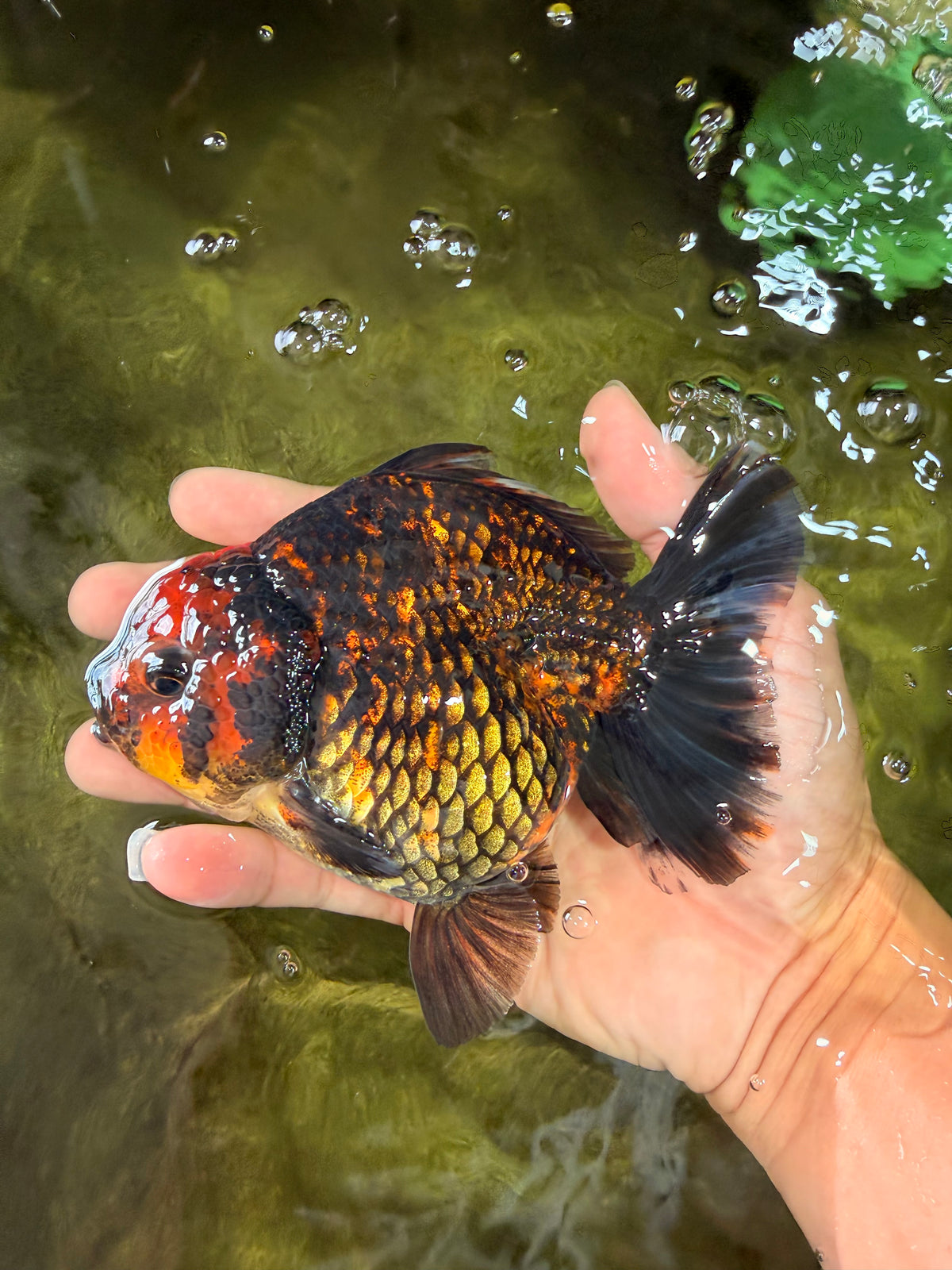CHUNKY A Grade Tiger Yuanbao Female 5-5.5 inches #091826YB_10