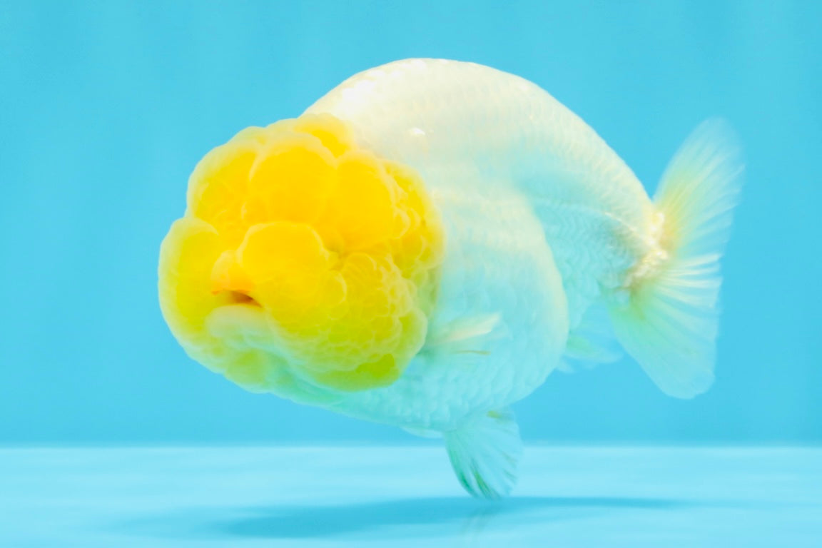 SUPER CUTE AAA Grade White LionKing 4 inches #022026LC_18