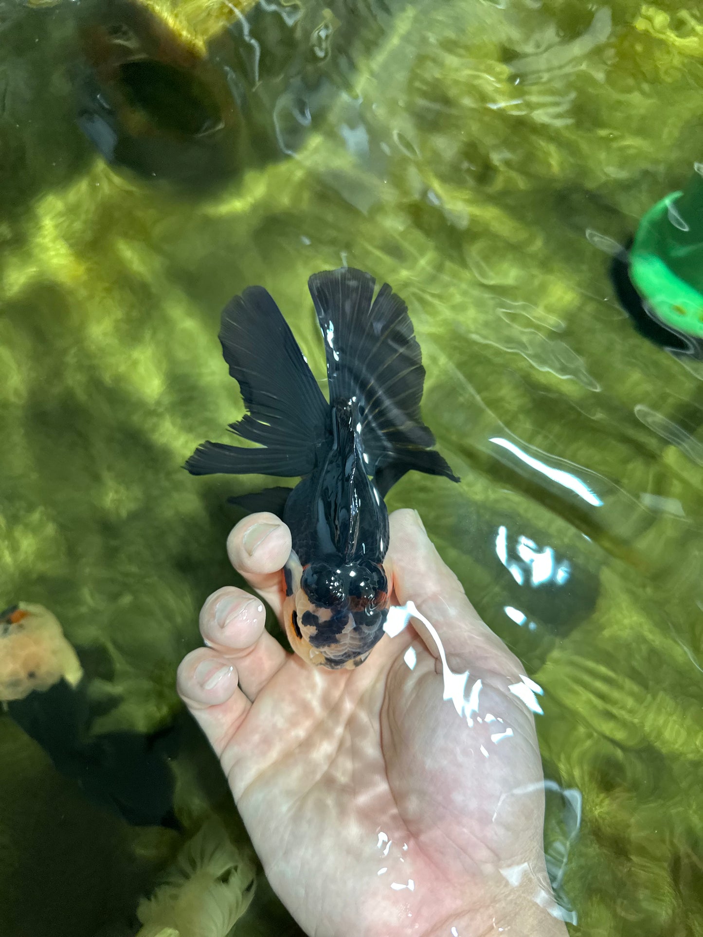 UNIQUE A Grade Bulldog Face Tricolor Button Eyes Oranda Female 4.5 inches #041825OR_14