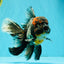 TOOTHLESS A Grade Kirin Oranda Male 6.5 inches #090426OR_01