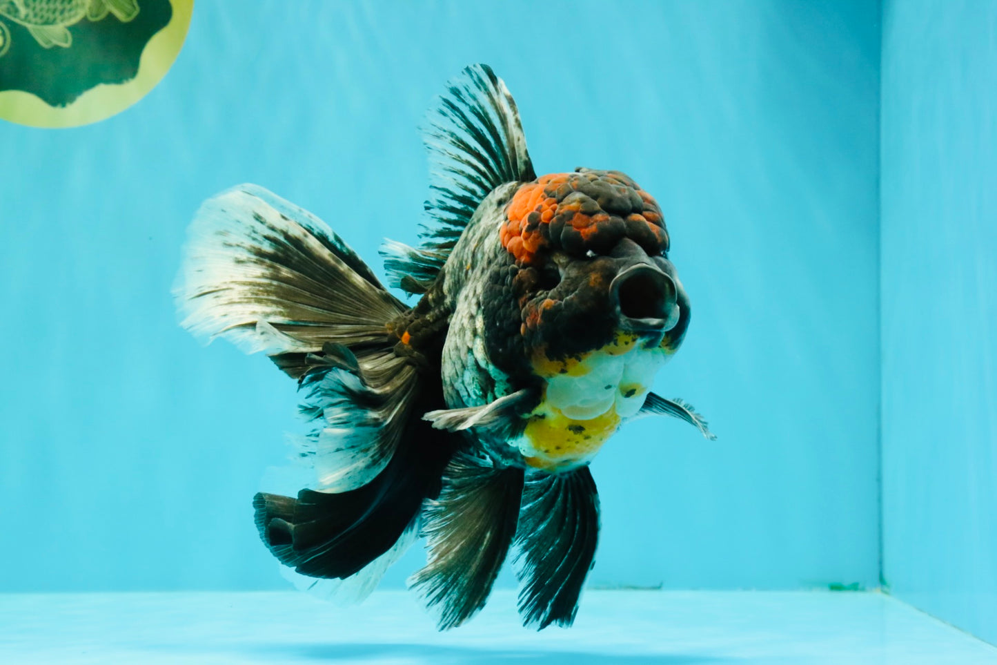 TOOTHLESS A Grade Kirin Oranda Male 6.5 inches #090426OR_01