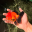 Apache Oranda Male 4.5 inches #032726OR_10