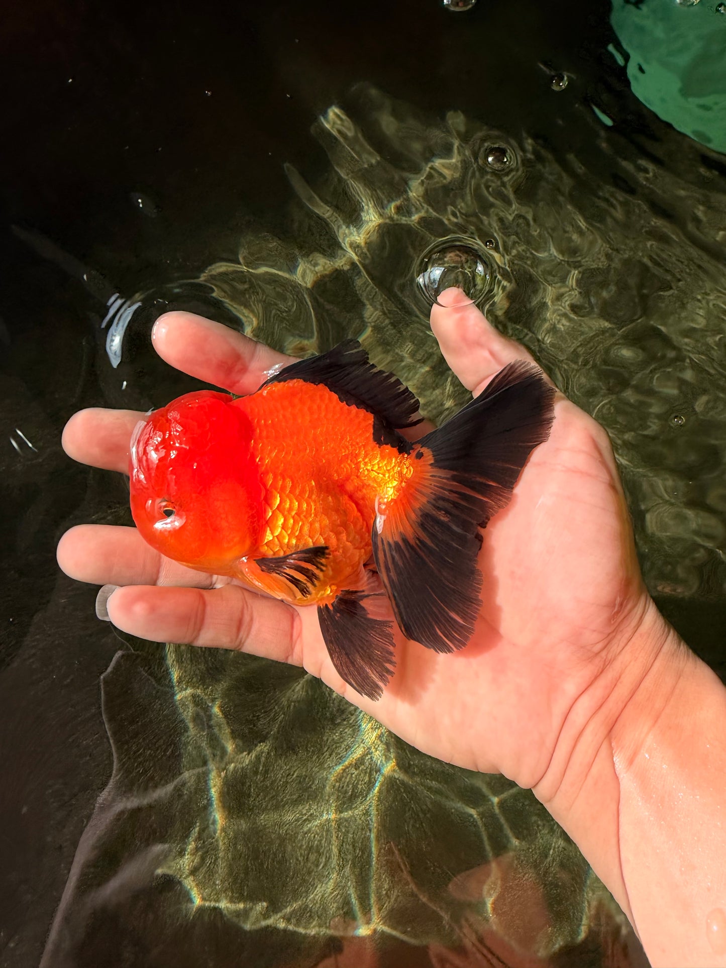Apache Oranda Male 4.5 inches #032726OR_10