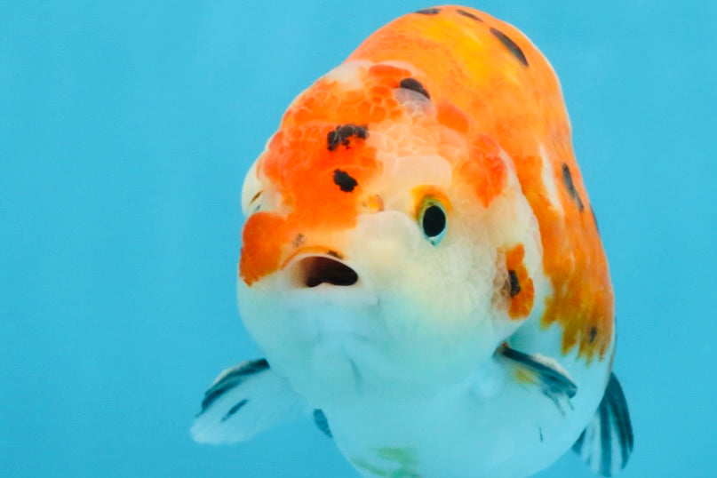 A Grade Tricolor Sakura Chinese Ranchu Male 4.5-5 inches #112125RC_15