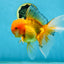 AAA Grade Orange Oranda Male 6.5 inches #062725OR_16