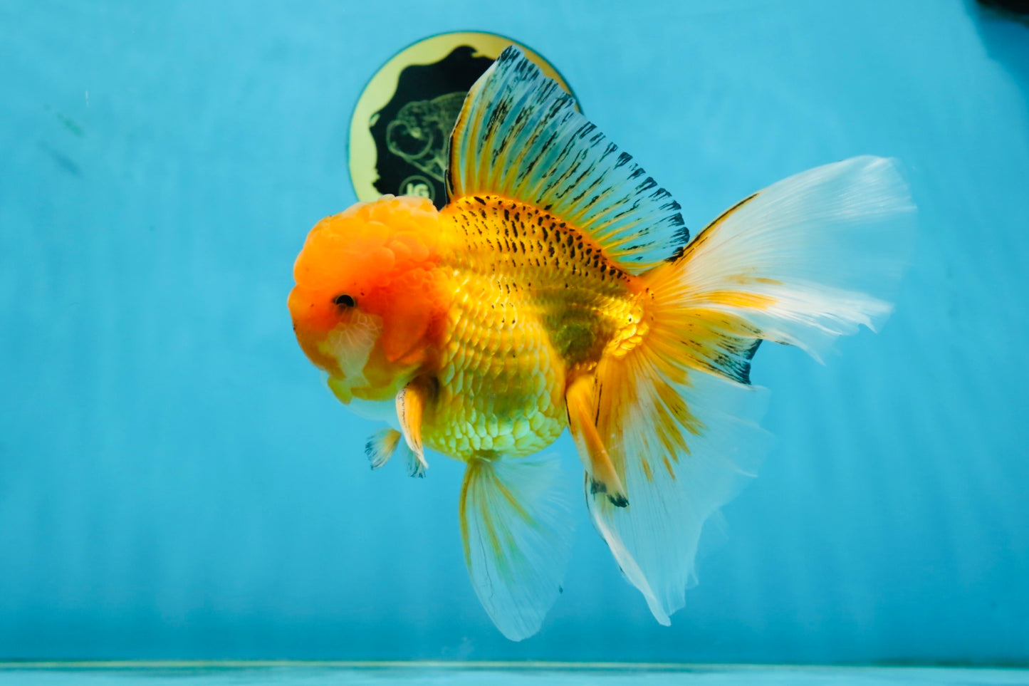 AAA Grade Orange Oranda Male 6.5 inches #062725OR_16