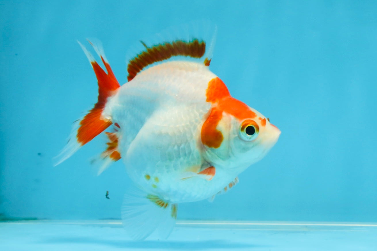 A Grade Red White Ryukin Female 3.5-4 inches #111425RK_04