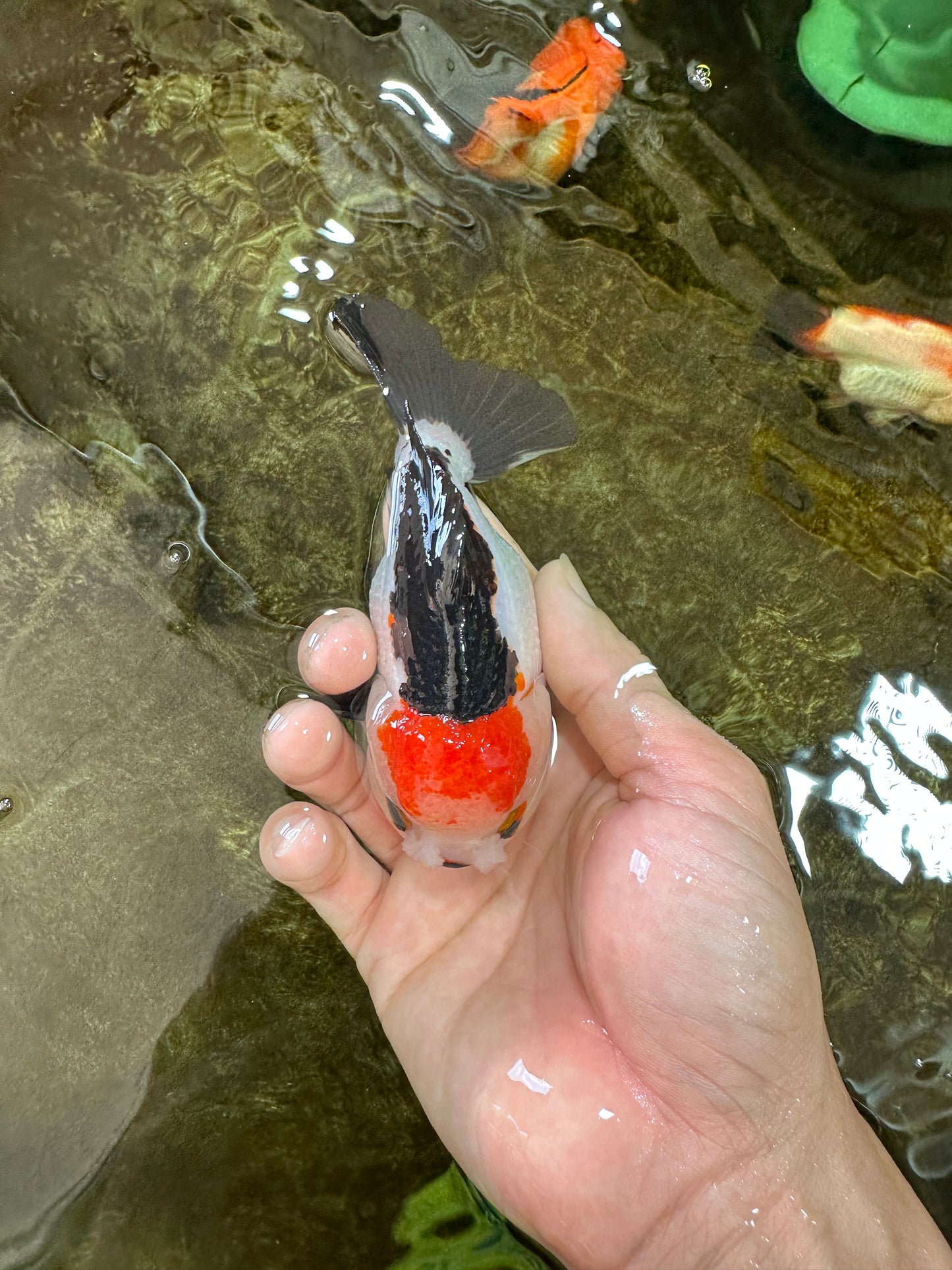 Puppy Pompom Tricolor Yuanbao Male 4.5 inches #071125YB_15