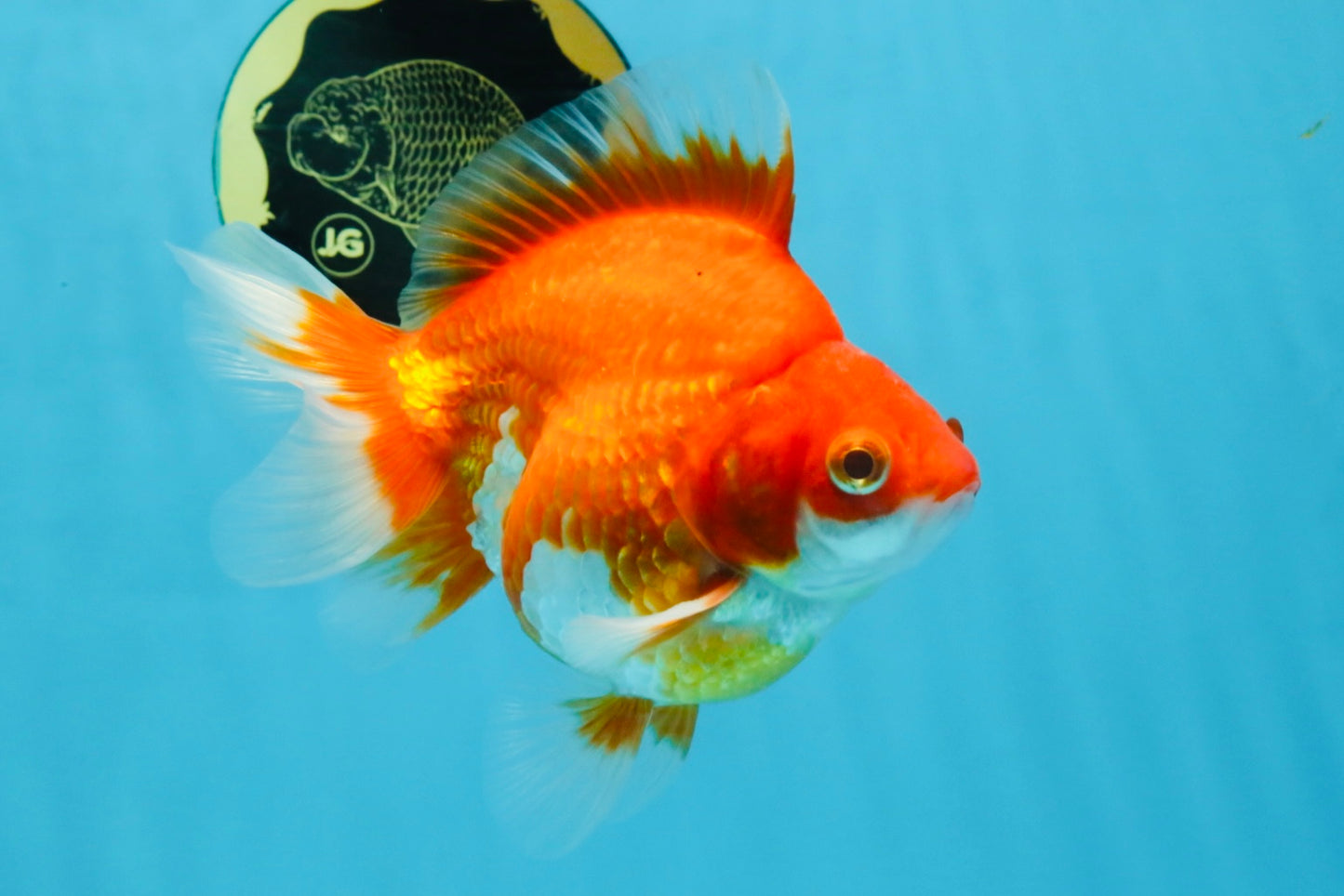 A Grade Red White Ryukin Male 5.5 inches #111425RK_13