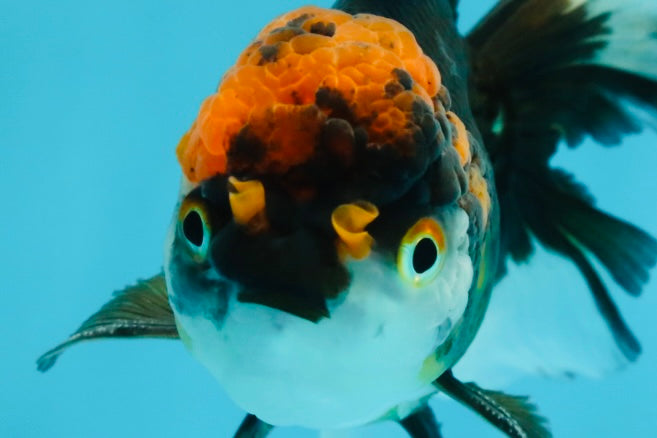 Fluffy Tail A Grade Tricolor Oranda Male 4.5-5 inches #041825OR_16