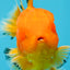 A Grade Orange Juice Oranda Male 5.5-6 inches #040326OR_17