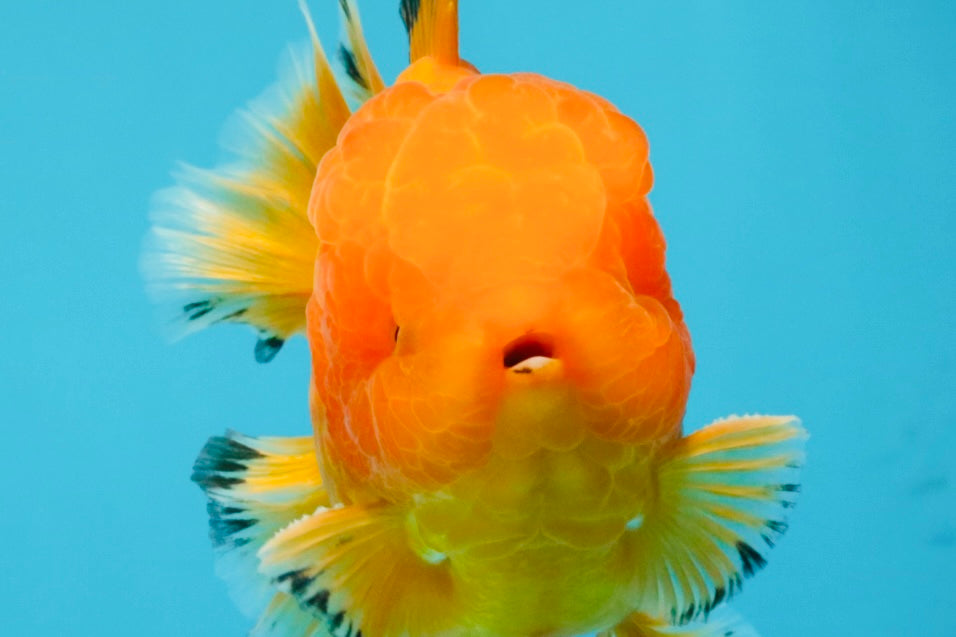 A Grade Orange Juice Oranda Male 5.5-6 inches #040326OR_17