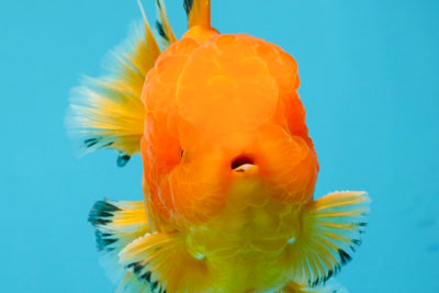 A Grade Orange Juice Oranda Male 5.5-6 inches #040326OR_17