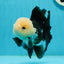 Unique AAA Grade Panda Cute Wen Button Eyes Oranda Male 4.5 inches #1004OR_39