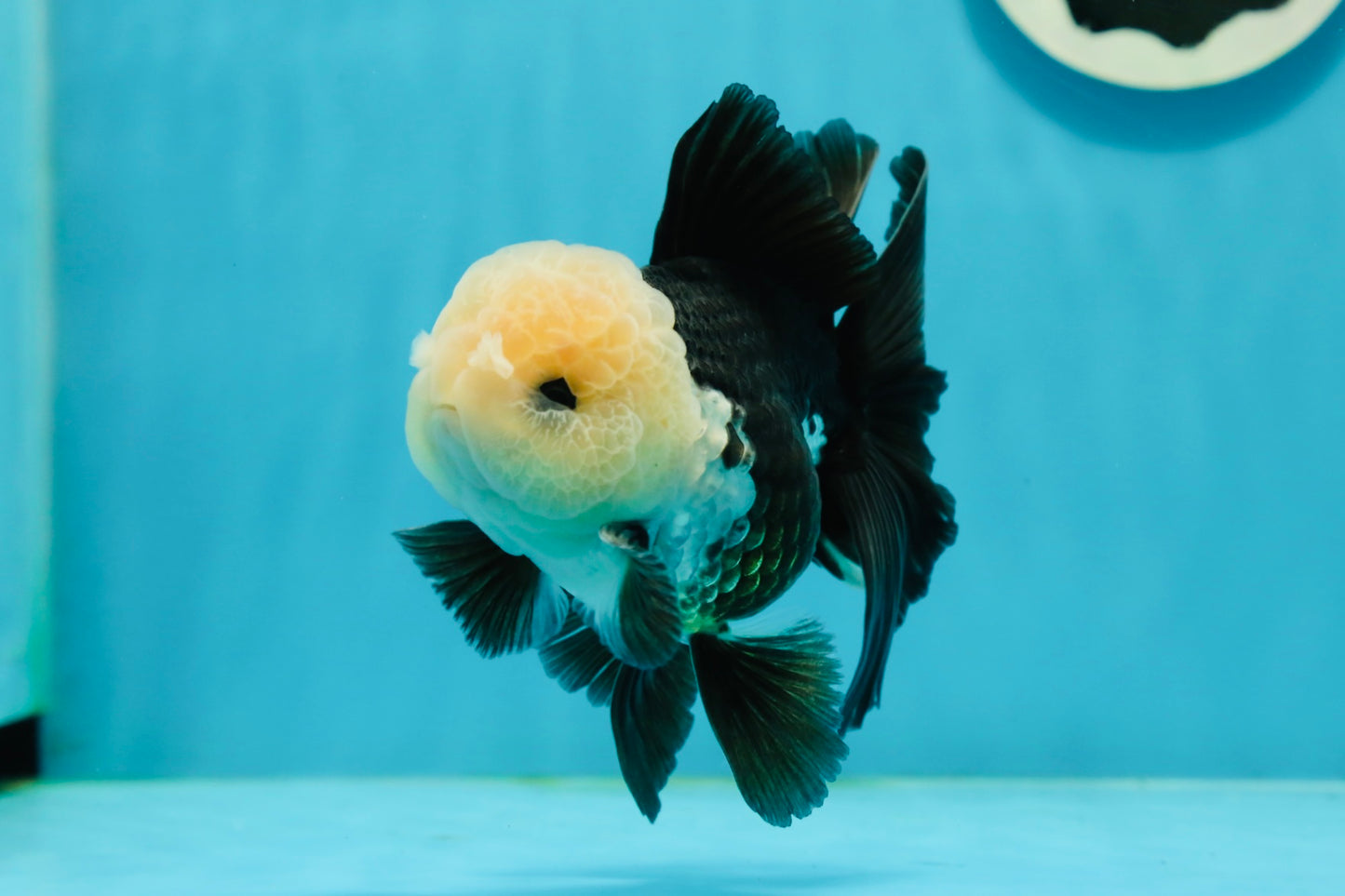 Unique AAA Grade Panda Cute Wen Button Eyes Oranda Male 4.5 inches #1004OR_39