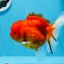 AAA Grade Cherry Sakura Oranda Female 5.5 inches #0712OR_03