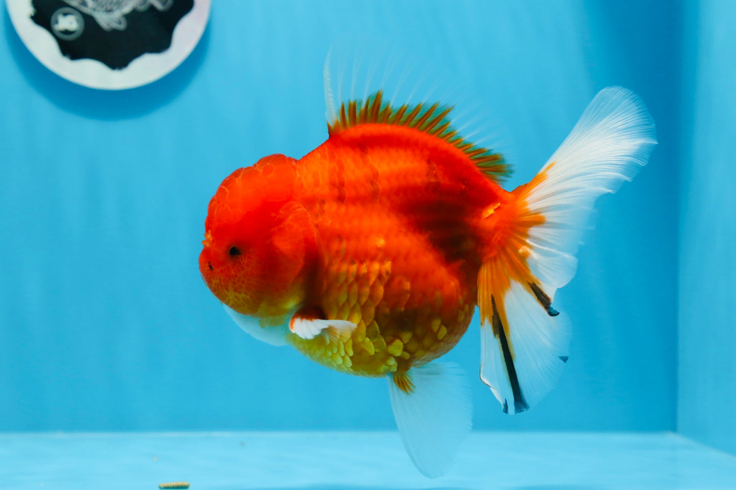 AAA Grade Cherry Sakura Oranda Female 5.5 inches #0712OR_03