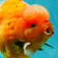 CHONKY A Grade Sakura Oranda Male 6 inches #070626OR_13