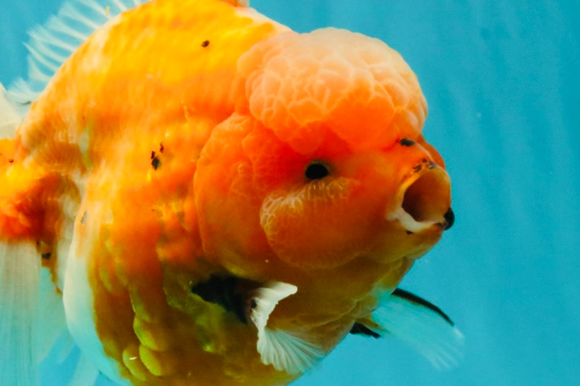 CHONKY A Grade Sakura Oranda Male 6 inches #070626OR_13