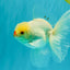 BEAUTY AAA Grade Little Chicken White Oranda Male 5.5 inches #072426OR_15