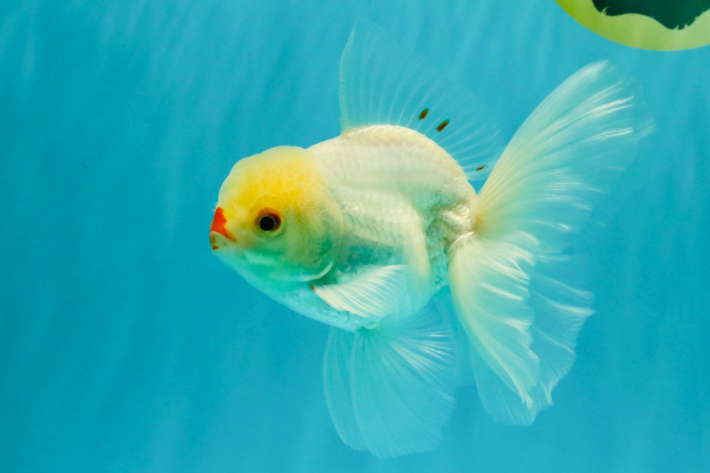 BEAUTY AAA Grade Little Chicken White Oranda Male 5.5 inches #072426OR_15