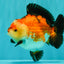 SUPER CUTE AAA Grade Tricolor Yuanbao Male 5 inches #071026YB_17
