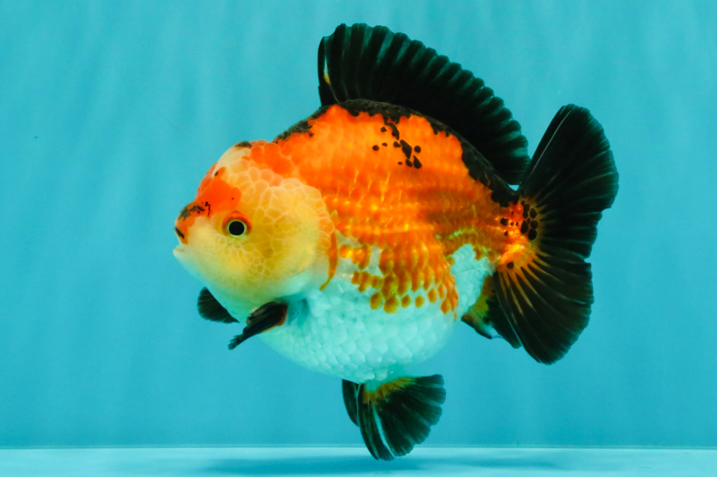 SUPER CUTE AAA Grade Tricolor Yuanbao Male 5 inches #071026YB_17