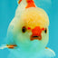 CHICKIE AAA Grade Red White Oranda Male 5-5.5 inches #062626OR_28