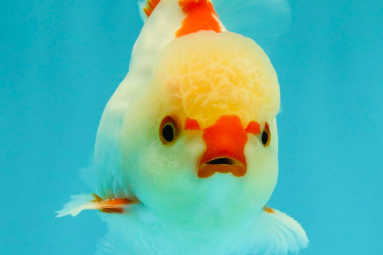 CHICKIE AAA Grade Red White Oranda Male 5-5.5 inches #062626OR_28