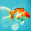 A Grade Kohaku Red White Oranda Male 6 inches #082826OR_15